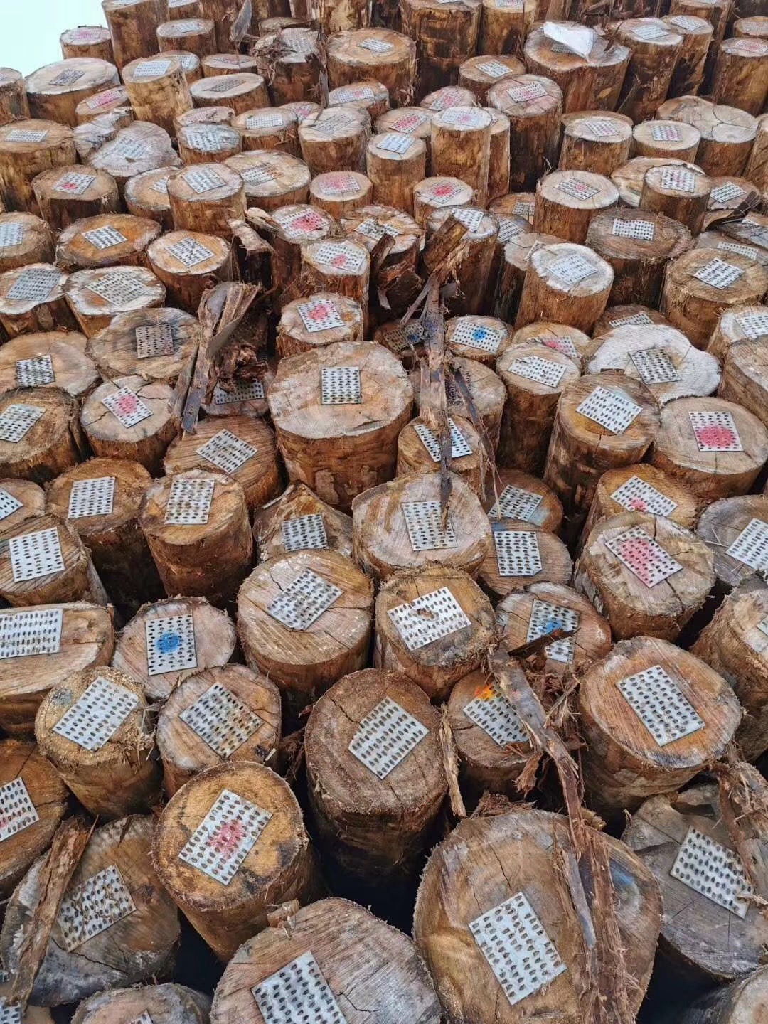 求购黄木自动砍伐设备